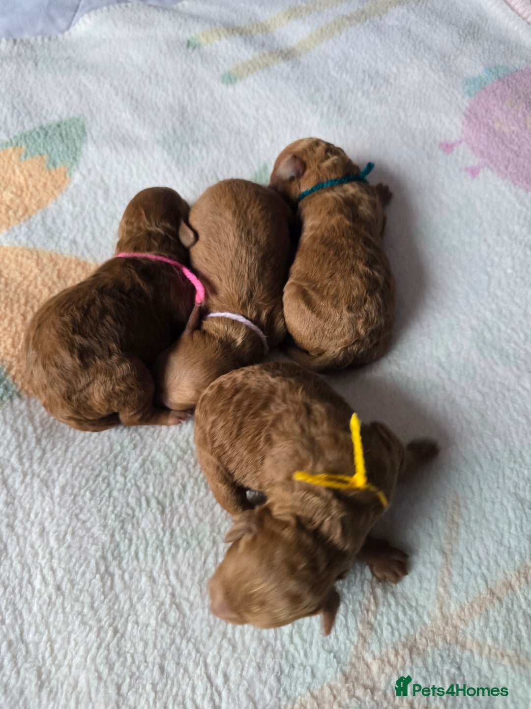 Miniature Poodle dogs for sale: Stunning Red KC Miniature Poodles-Champion Lines - Advert 6