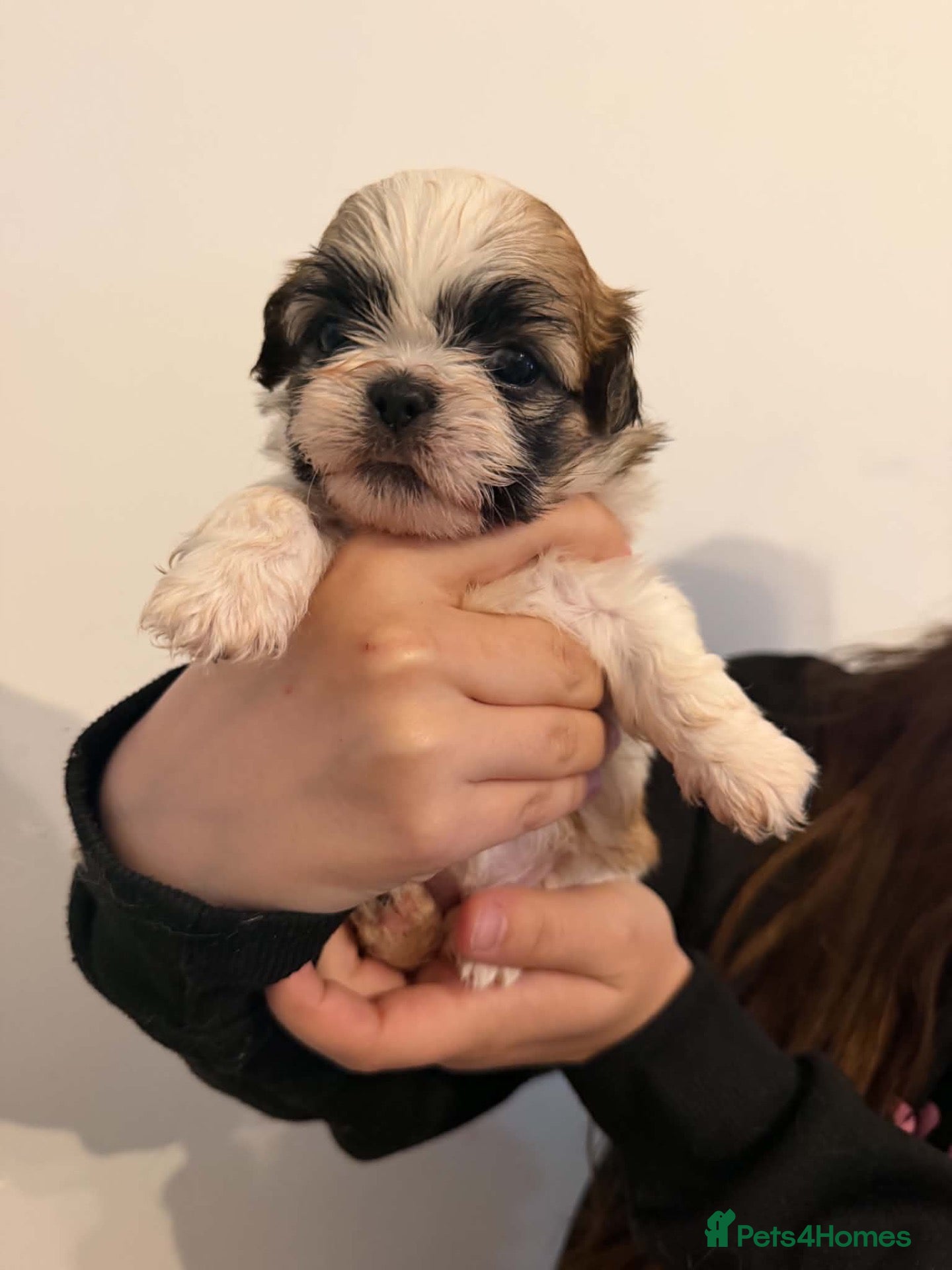 Shih Tzu dogs Shih tzu 1 boy 3 girls available ❤️ - Advert 2