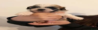 Shih Tzu 1