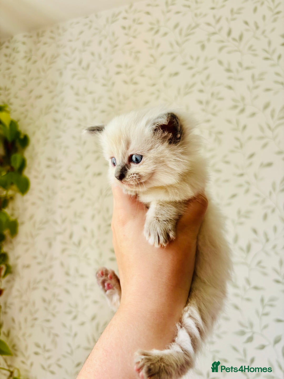 Ragdoll cats for sale: Gorgeous pedigree little babies  - Image 8