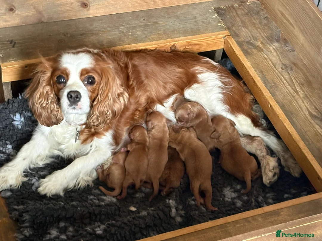 Cavapoo dogs for sale: Specialist Health tested Cavapoo  in Petworth - Advert 40