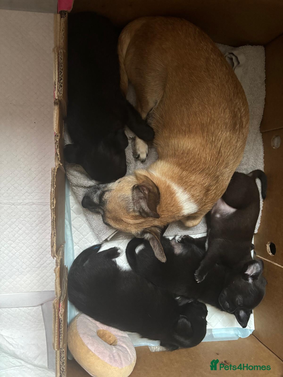 Chihuahua dogs Beautiful long haired black chihuahua puppies - Advert 1