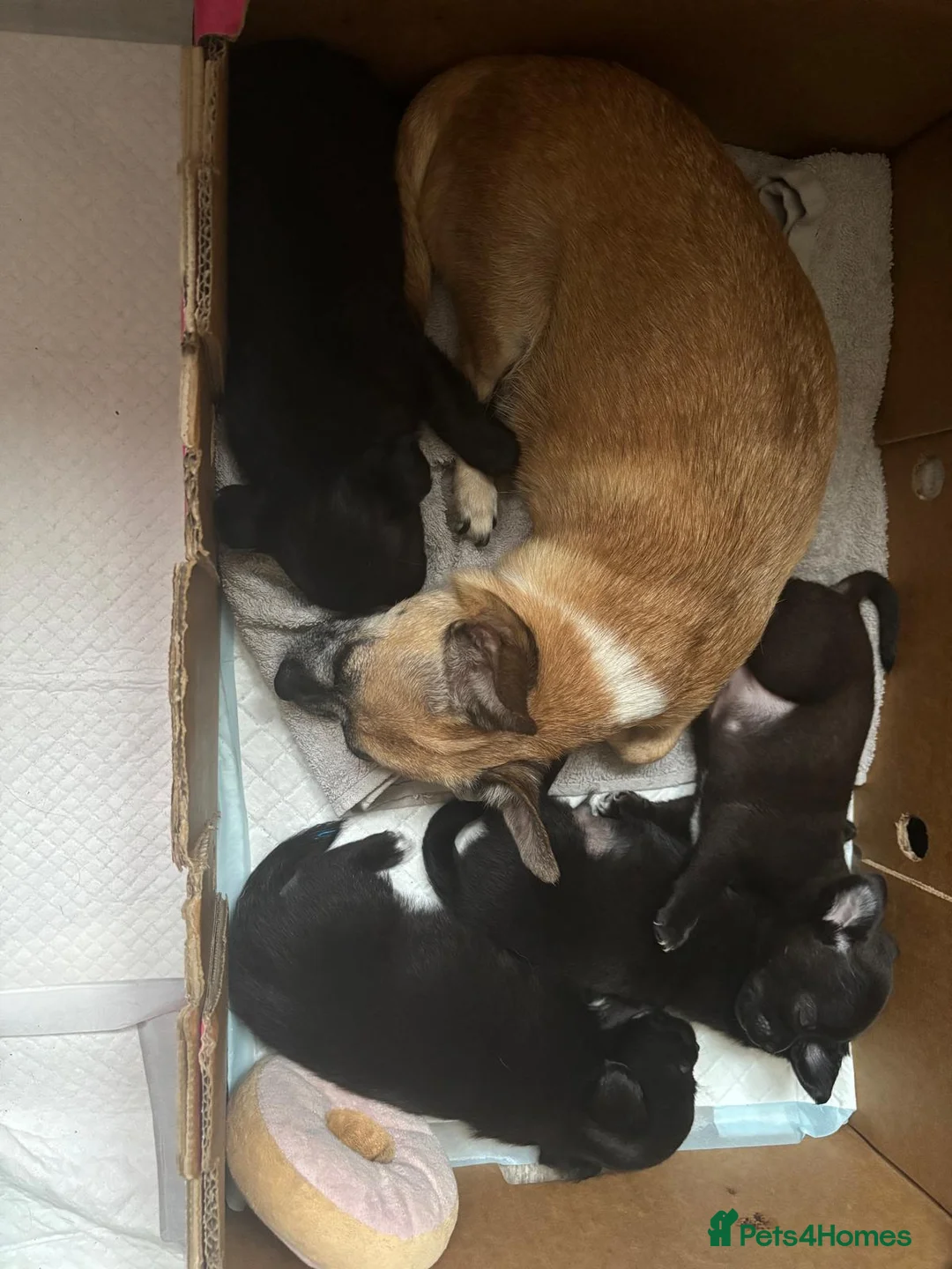 Chihuahua dogs for sale: Beautiful long haired black chihuahua puppies in Oxted - Advert 1