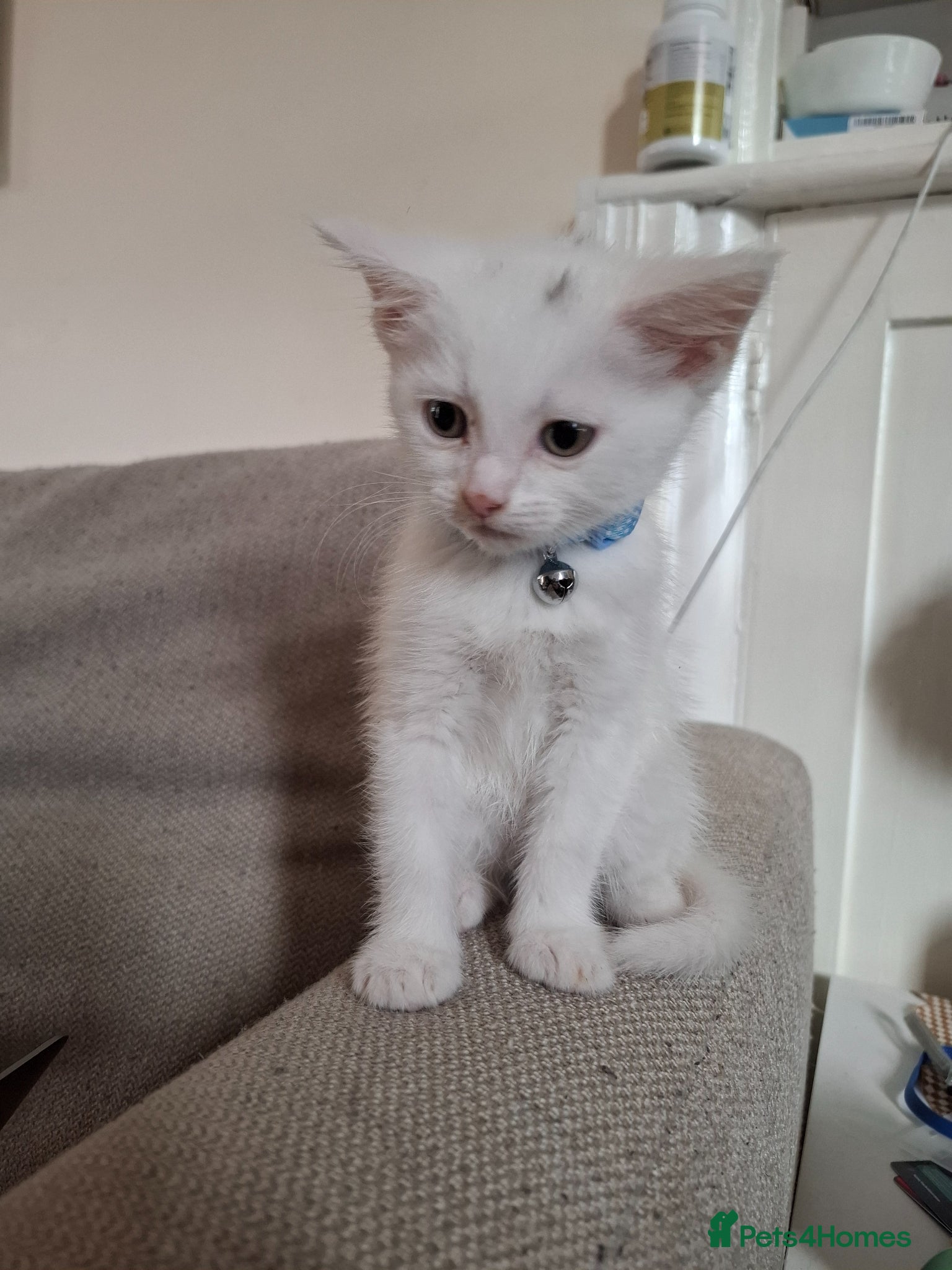 Devon Rex cats for sale: Mr Turbo - Advert 3