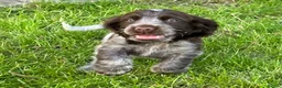 Cocker Spaniel dogs for sale: Show cocker spaniel puppies  in Warrington - Advert 2