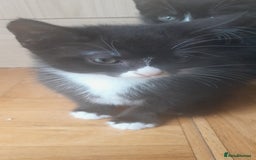 European cats for sale: Kittens - Image 2