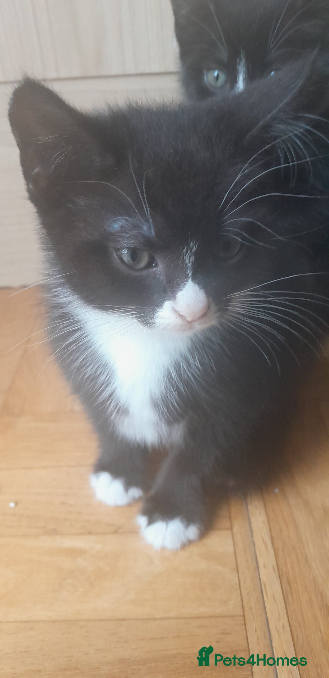 European cats for sale: Kittens - Image 2