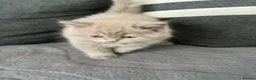 British Shorthair cats for sale: Left 1 female fluffy British shorthair kitty!!!… - Advert 6