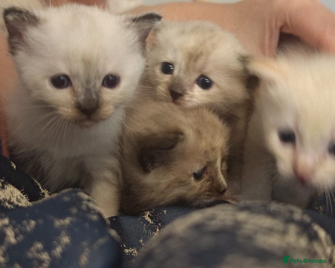 Tonkinese cats for sale: Gorgeous Tonkdoll kittens  - Advert 18