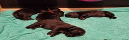 Newfoundland dogs for sale: KC Registered Black Newfoundland Puppies  in Moffat - Advert 8