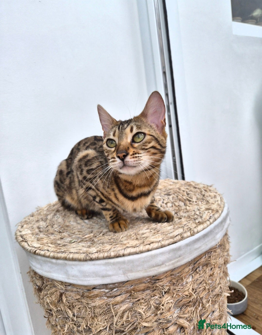 Bengal cats Bengal girl - Advert 1