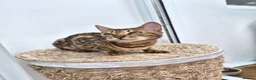 Bengal cats for sale: Bengal girl - Advert 1