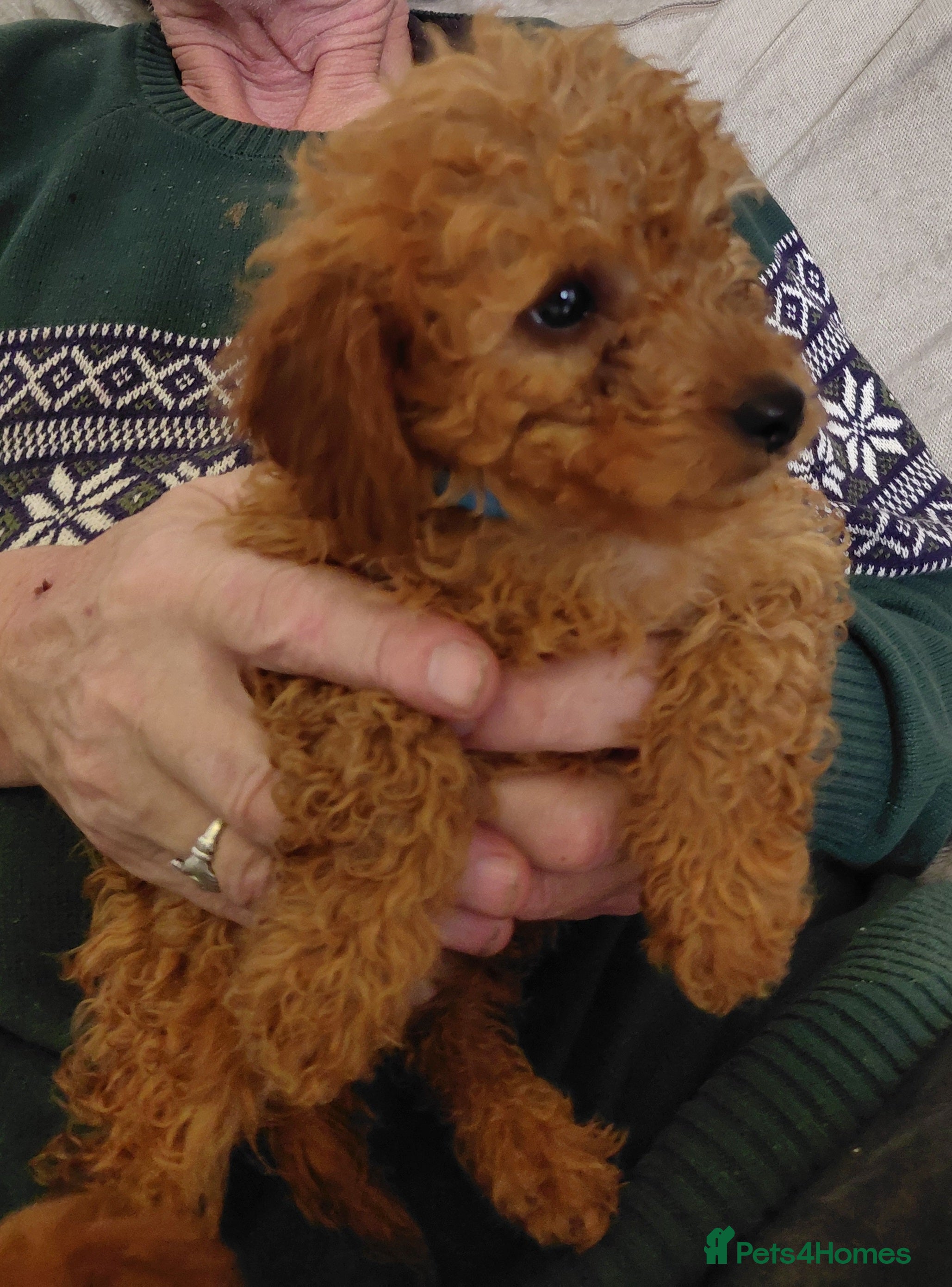 Cavapoo dogs F2 cavapoo puppies  - Advert 2