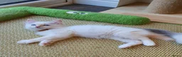 Ragdoll cats for sale: 💖Very Beautiful GCCF Registered Ragdoll Kittens. - Advert 12