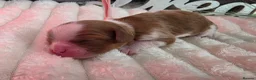 Cavalier King Charles Spaniel dogs for sale: Blenhiem cavalier king charles spaniel puppies - Advert 6