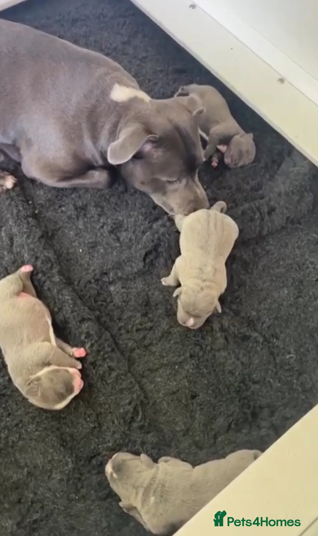 Staffordshire Bull Terrier dogs for sale: 1st Class 100%Staffy puppies Kc Reg - Advert 12