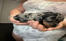 Miniature Dachshund dogs for sale: Miniature dachshund - Image 13
