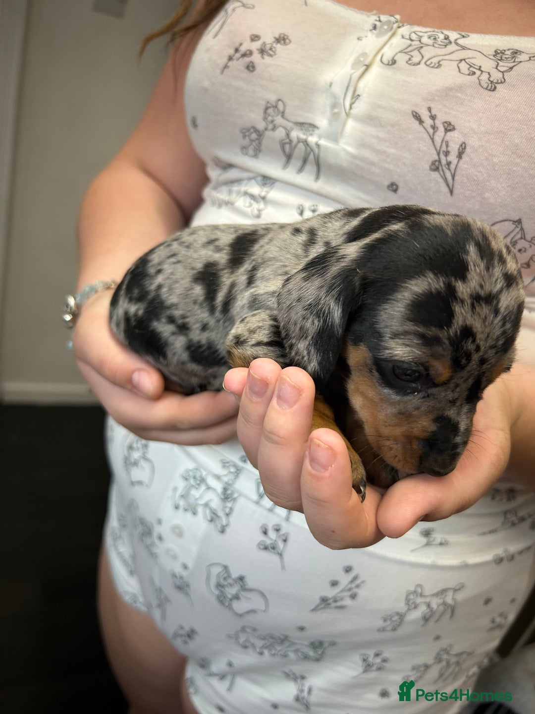 Miniature Dachshund dogs for sale: Miniature dachshund - Image 13