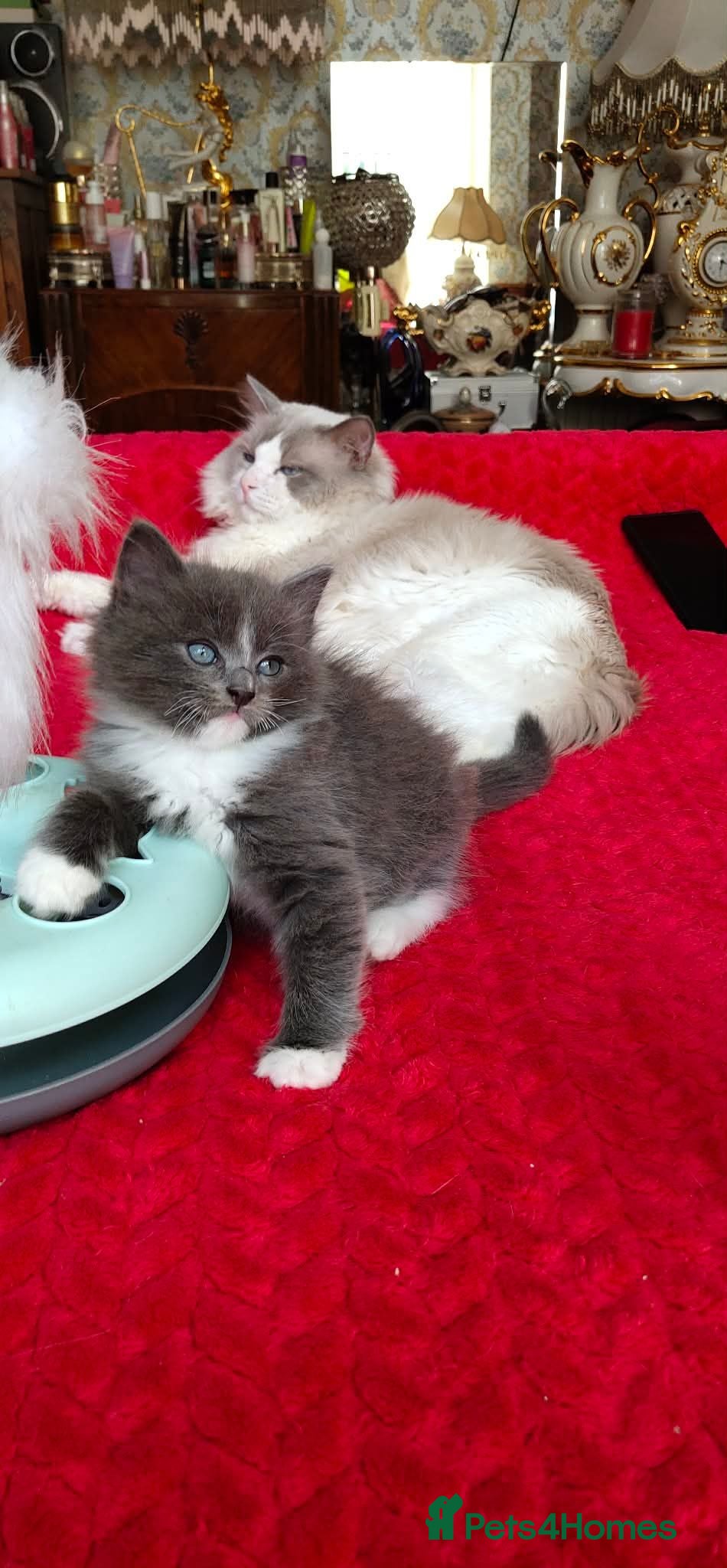 Mixed Breed cats KITTENS - Advert 2
