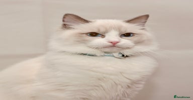 Ragdoll cats Last 1 Ragdoll kittens TICA registered boy - Advert 3