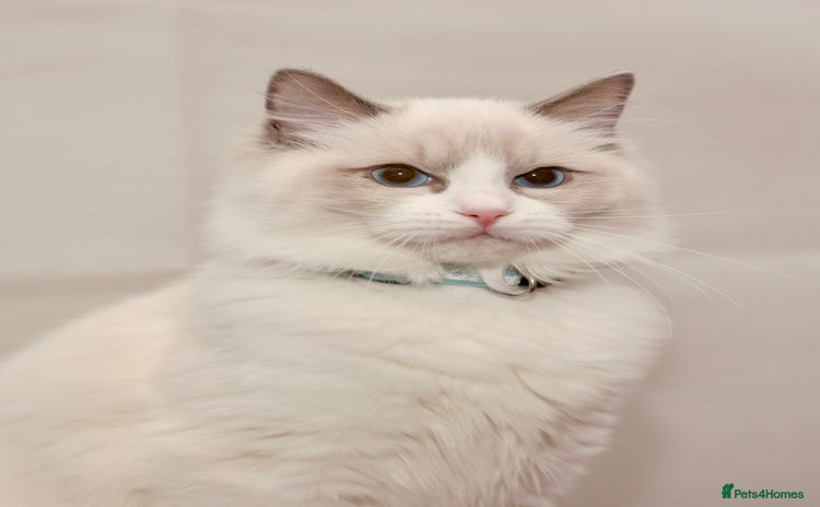 Ragdoll cats - Advert 9