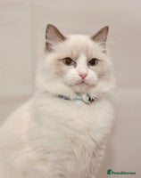 Ragdoll cats Last 1 Ragdoll kittens TICA registered boy - Advert 3