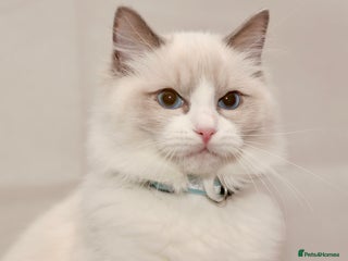 Ragdoll cats Rehome for Dewey kitten TICA registered boy - Advert 14