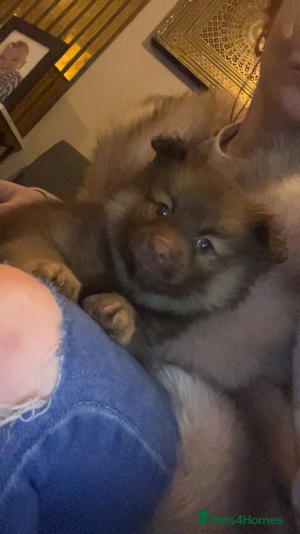 Pomchi dogs Pomeranian x pomchi puppys - Advert 15