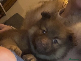 Pomchi dogs Pomeranian x pomchi puppys - Advert 15