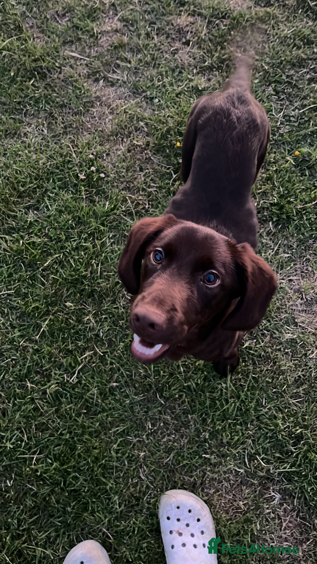 Mixed Breed dogs for sale: Bonnie, 9 months old - Image 4