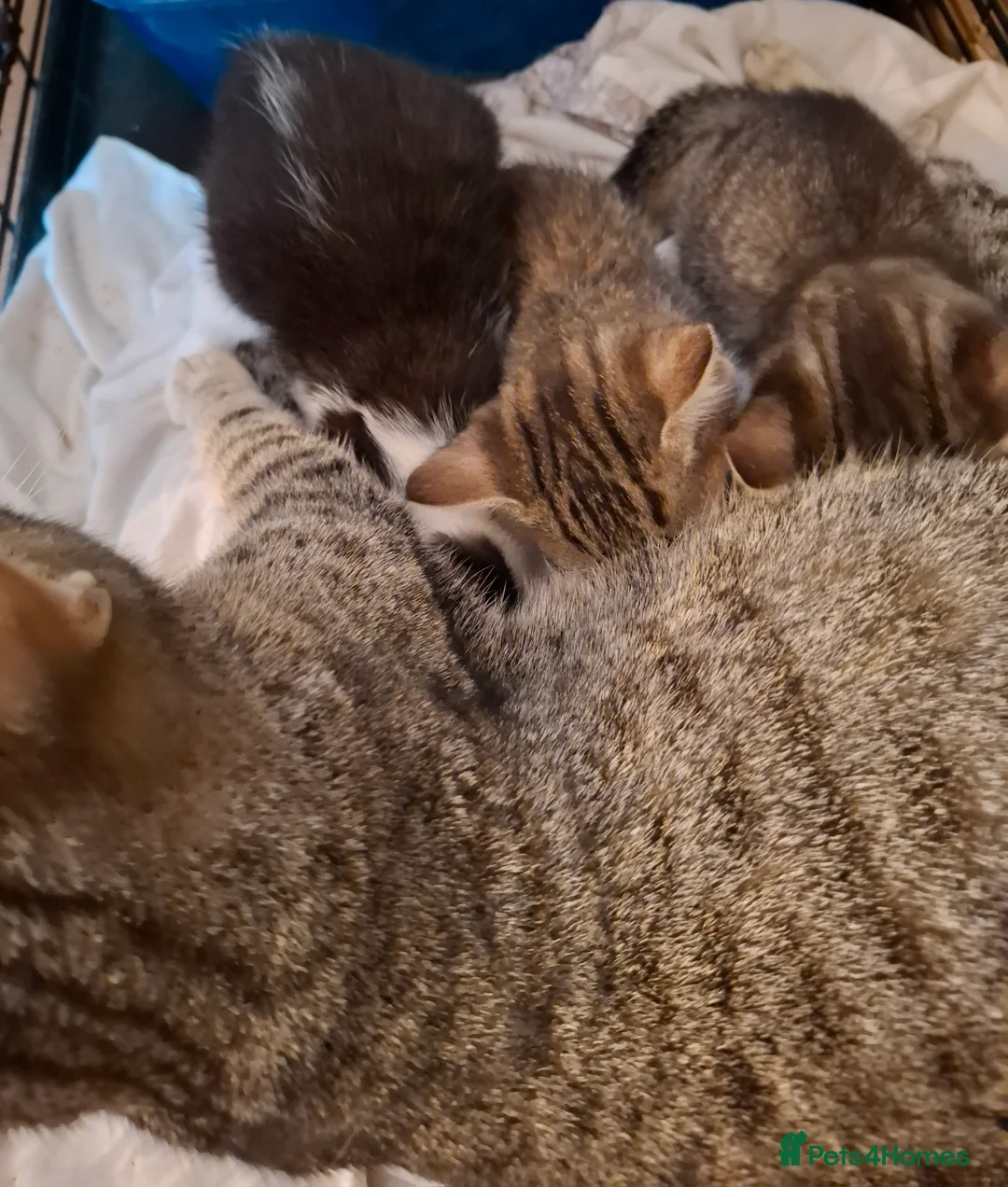 Mixed Breed cats for sale: Bengal x kittens  - Advert 6