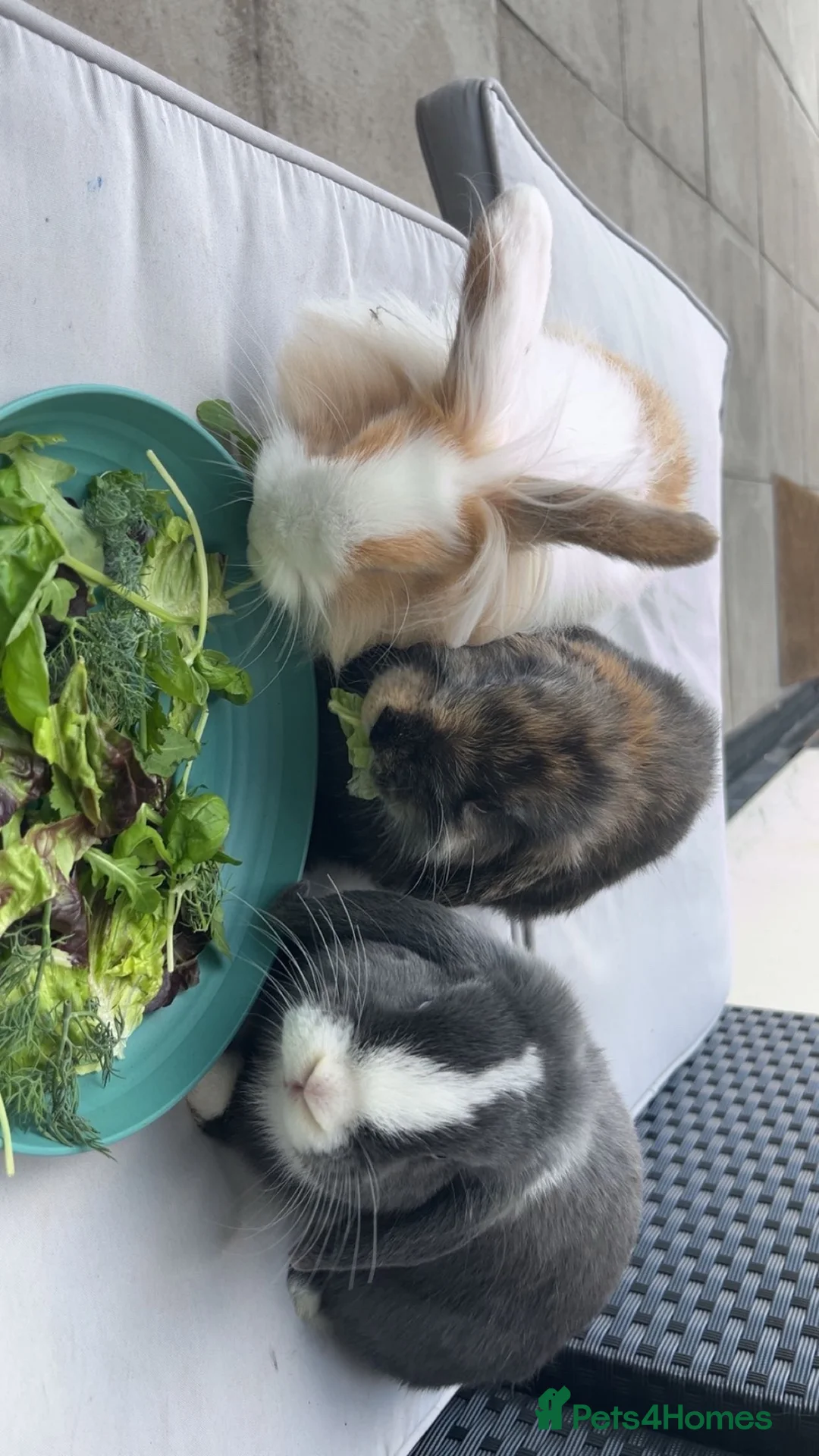 Mini Lop rabbits for sale: Lovely grey and white mini lop - Advert 2