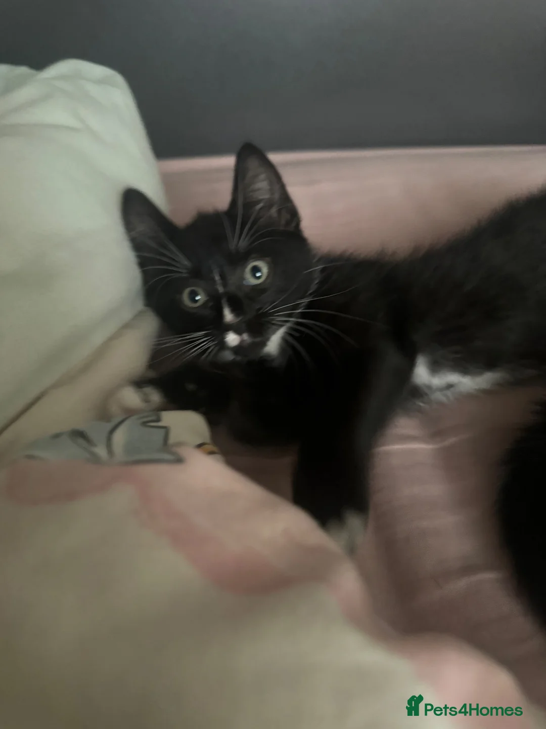 Domestic Shorthair cats for sale: Boy Kitten ready to leave  - Advert 2
