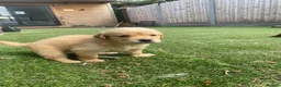 Golden Retriever dogs for sale: KC REGISTERED ®️ 5 STAR ⭐️ GOLDEN RETRIEVER 🐶  - Advert 31
