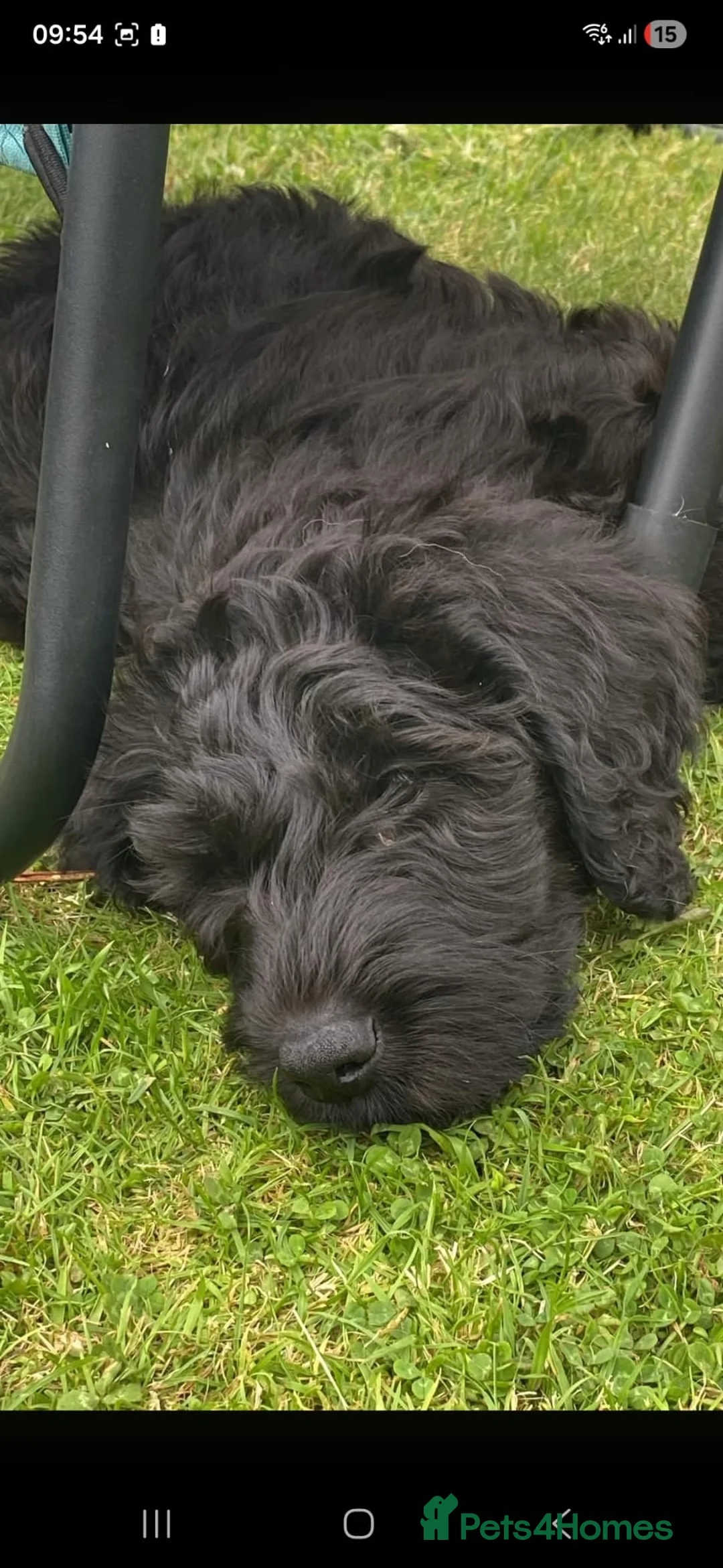 Labradoodle dogs for sale: Male Labradoodle looking for loving home - Advert 6