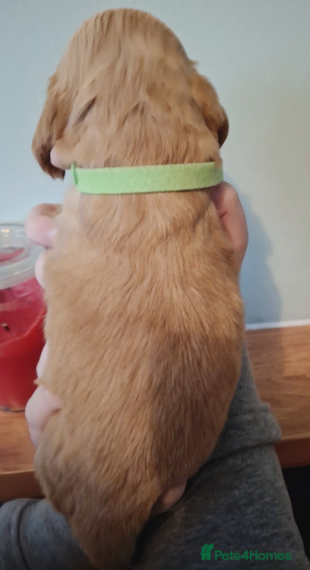 Cocker Spaniel dogs for sale: Stunning KC registered show cocker puppies - Advert 11