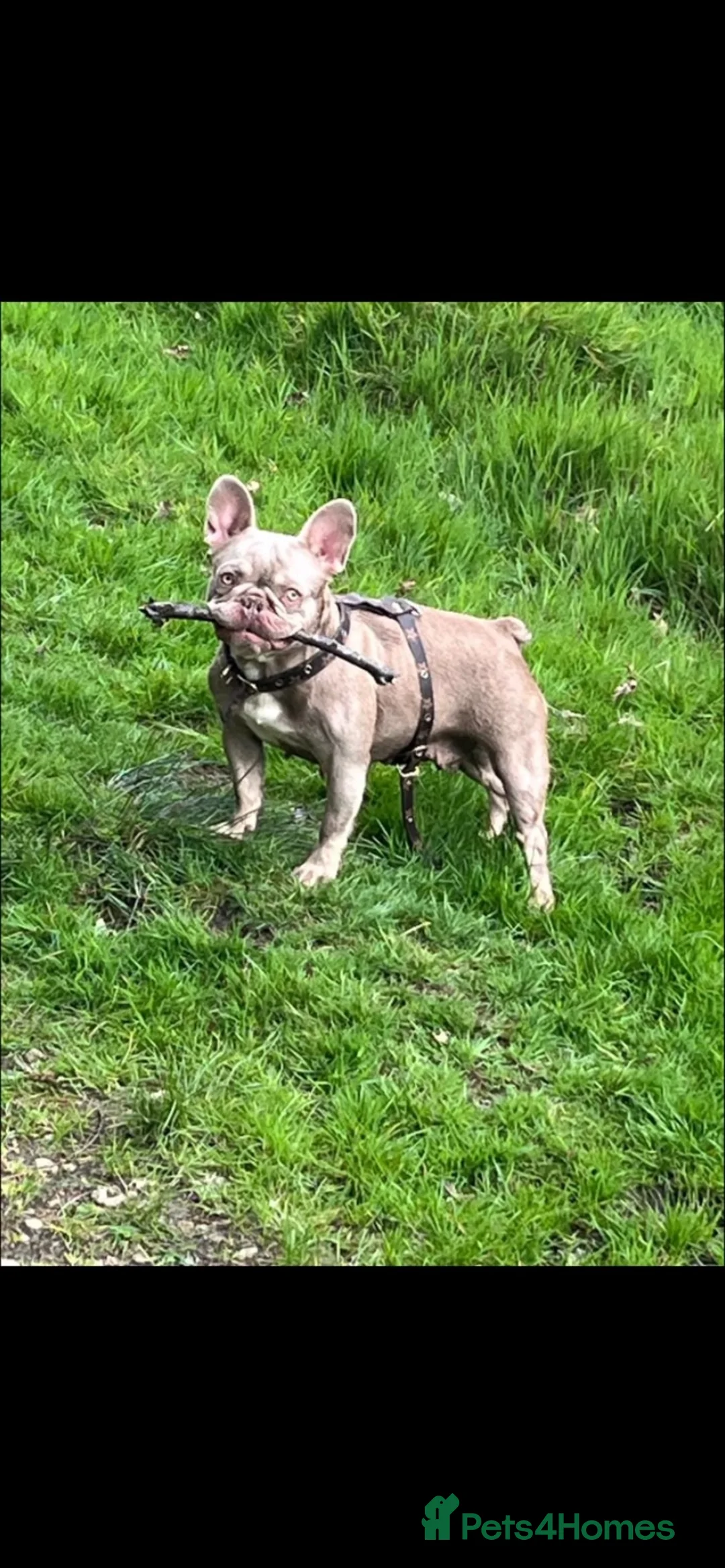 French Bulldog dogs for sale: Fluffy  **  French BullDog - Advert 5