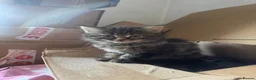Mixed Breed cats for sale: Bengal x Maine coon  - Advert 5