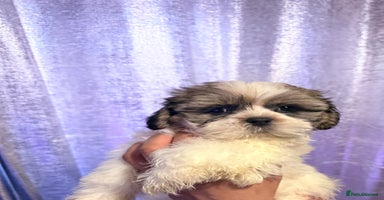 Shih Tzu dogs - Advert 8