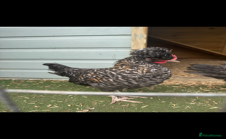 Chickens poultry - Advert 1