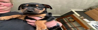 Penny