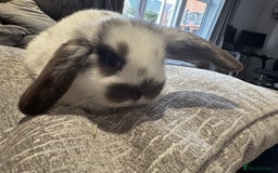 Mini Lop rabbits for sale: Mini Lop Babies ready to reserve - Image 10