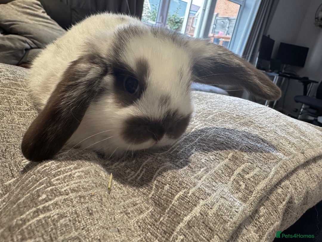 Mini Lop rabbits for sale: Mini Lop Babies ready to reserve - Image 10