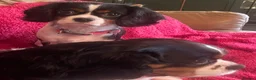 Cavalier King Charles Spaniel dogs for sale: Gorgeous Tri coloured Cavalier King Charles - Advert 2