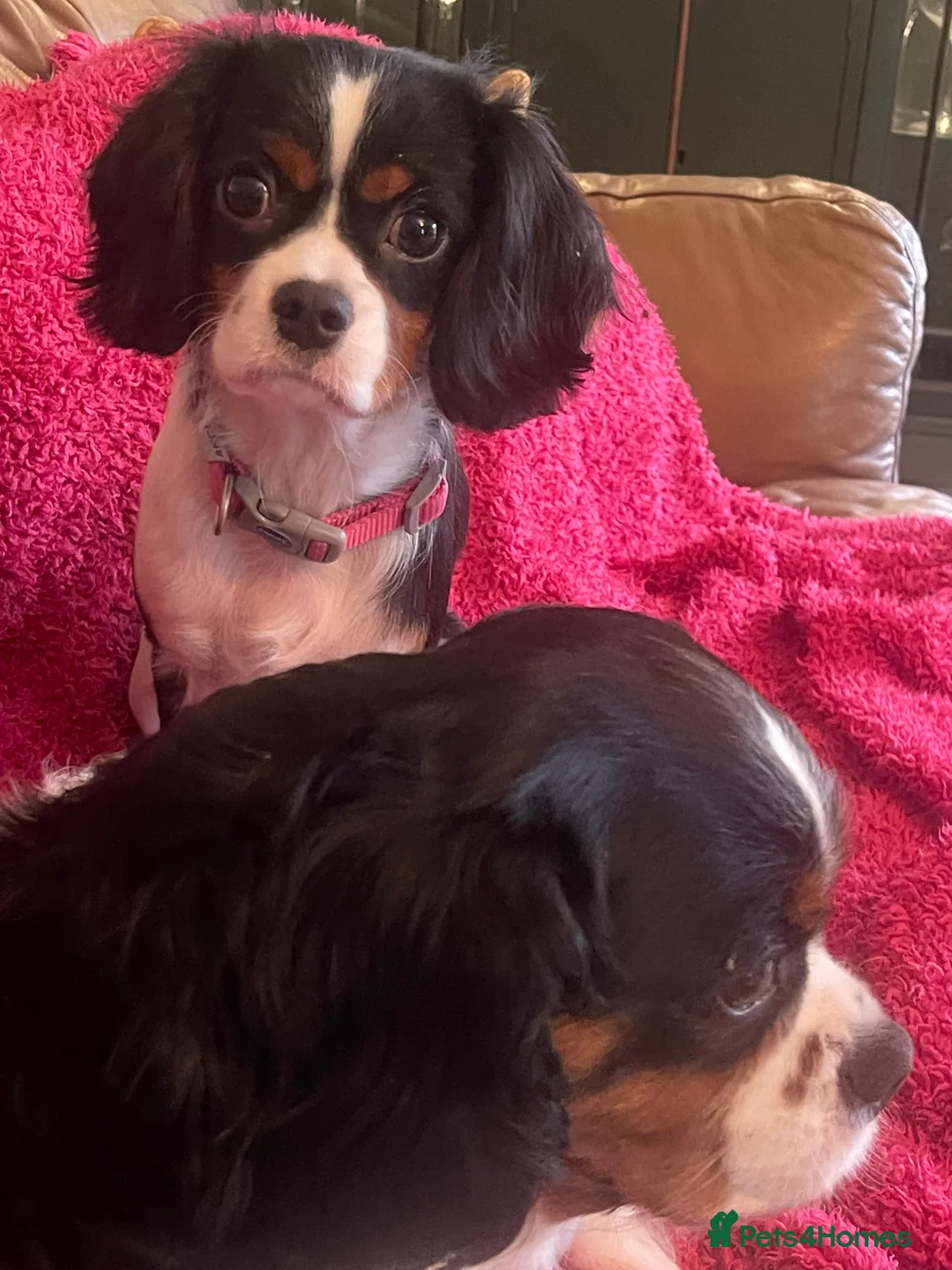 Cavalier King Charles Spaniel dogs for sale: Gorgeous Tri coloured Cavalier King Charles - Advert 2