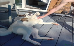 Huskita dogs for sale: Huski cross akita 2 and half years old female  - Image 7