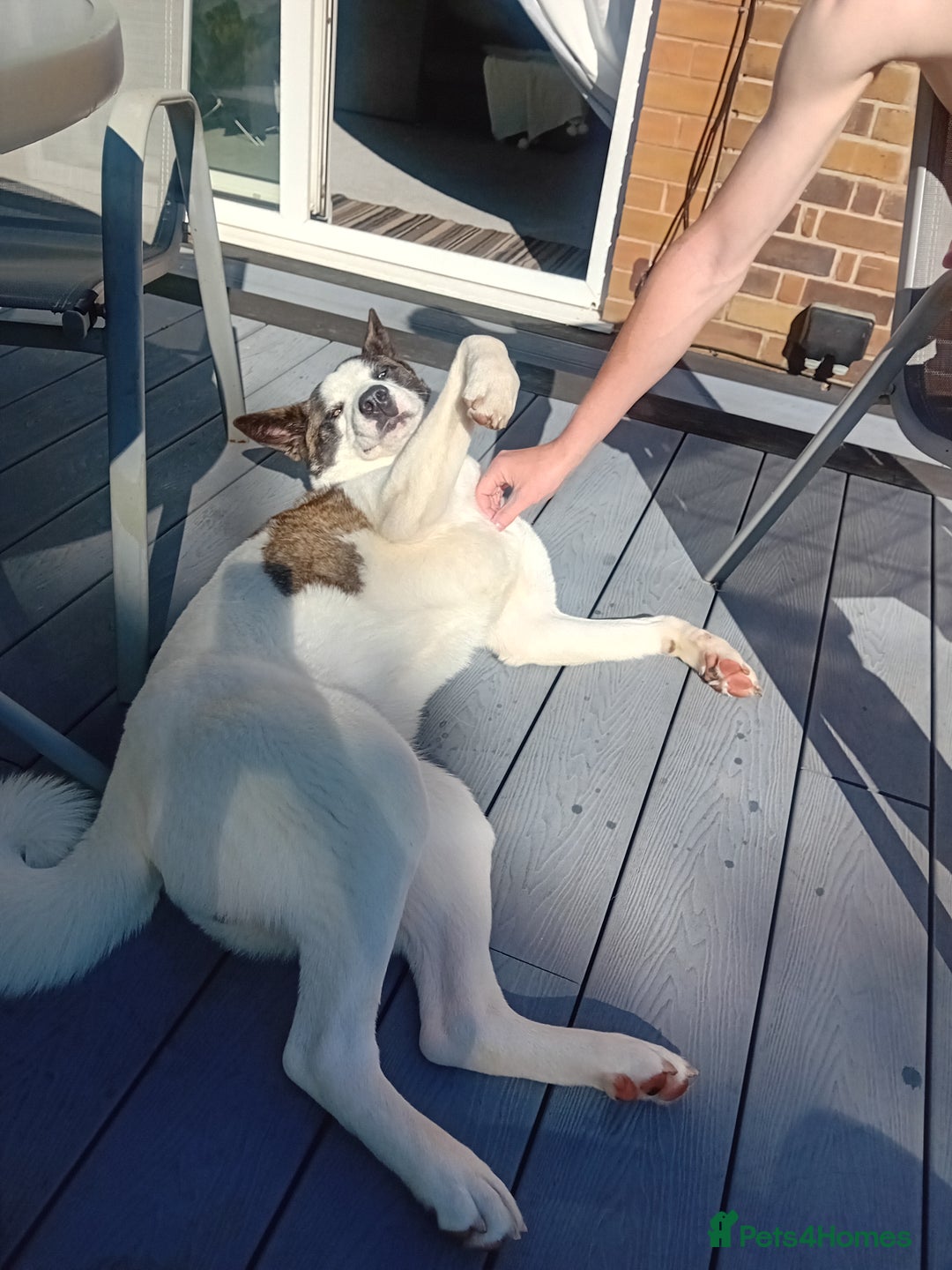 Huskita dogs for sale: Huski cross akita 2 and half years old female  - Image 7