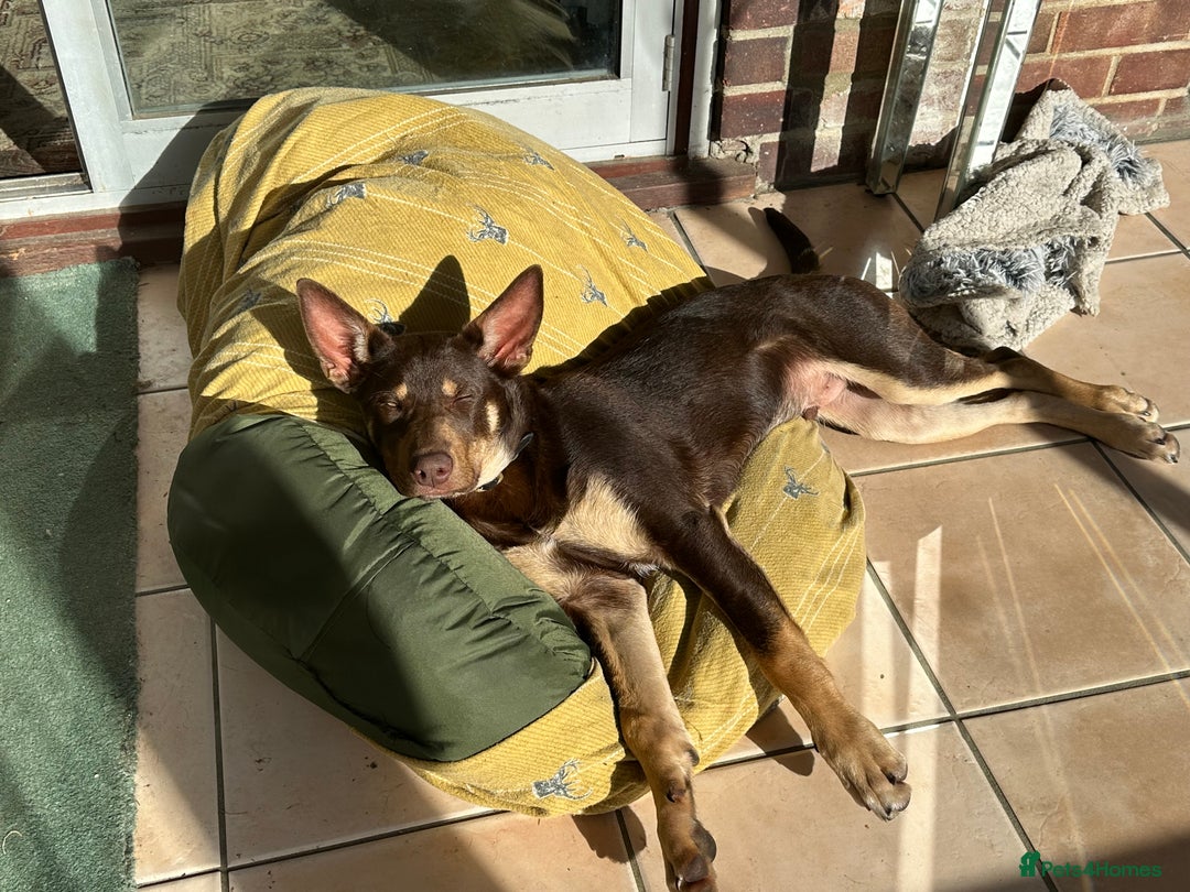 Australian Kelpie dogs for sale: Australian Kelpie 6 months male - Advert 7