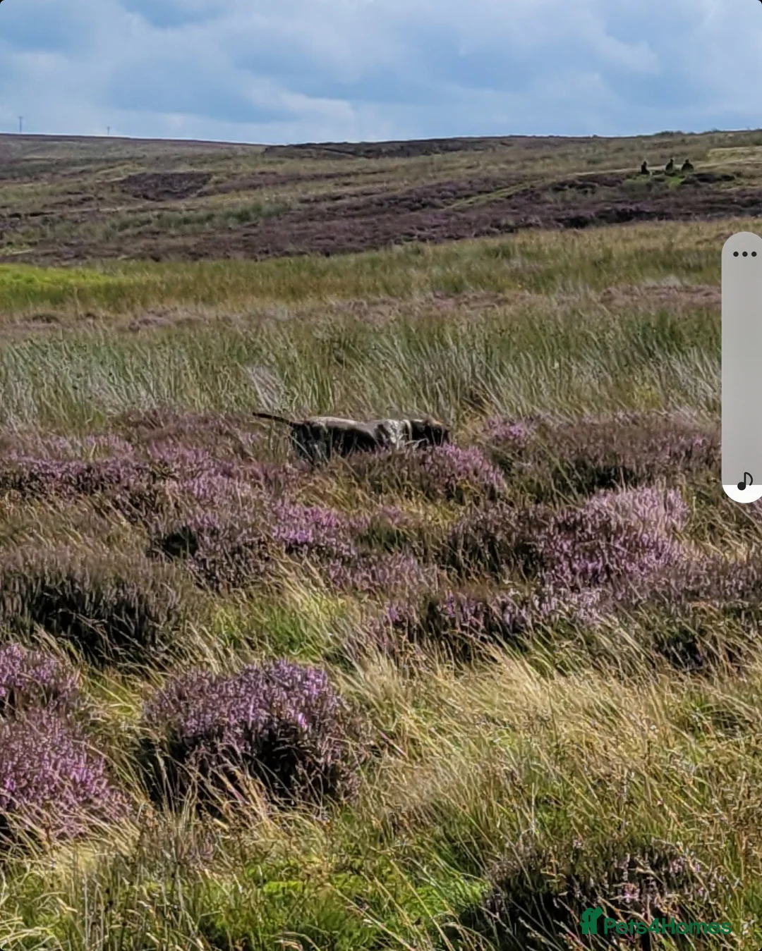 German Shorthaired Pointer dogs for stud: GSP STUD DOG...AMAZING WORKER AND PET in Durham - Advert 2