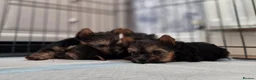 Yorkshire Terrier dogs for sale: Yorkshire Terrier Puppies Male in Mitcham - Advert 5